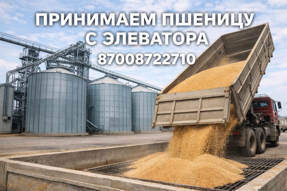 Принимаю пшеницу с элеватора