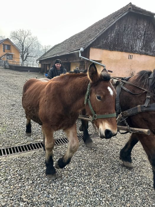 Vand manz de 7 luni!