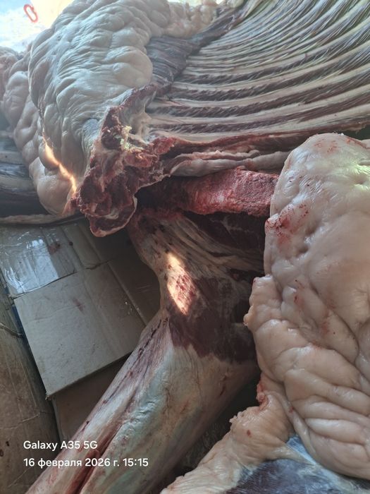 Продам конину казы сами видите