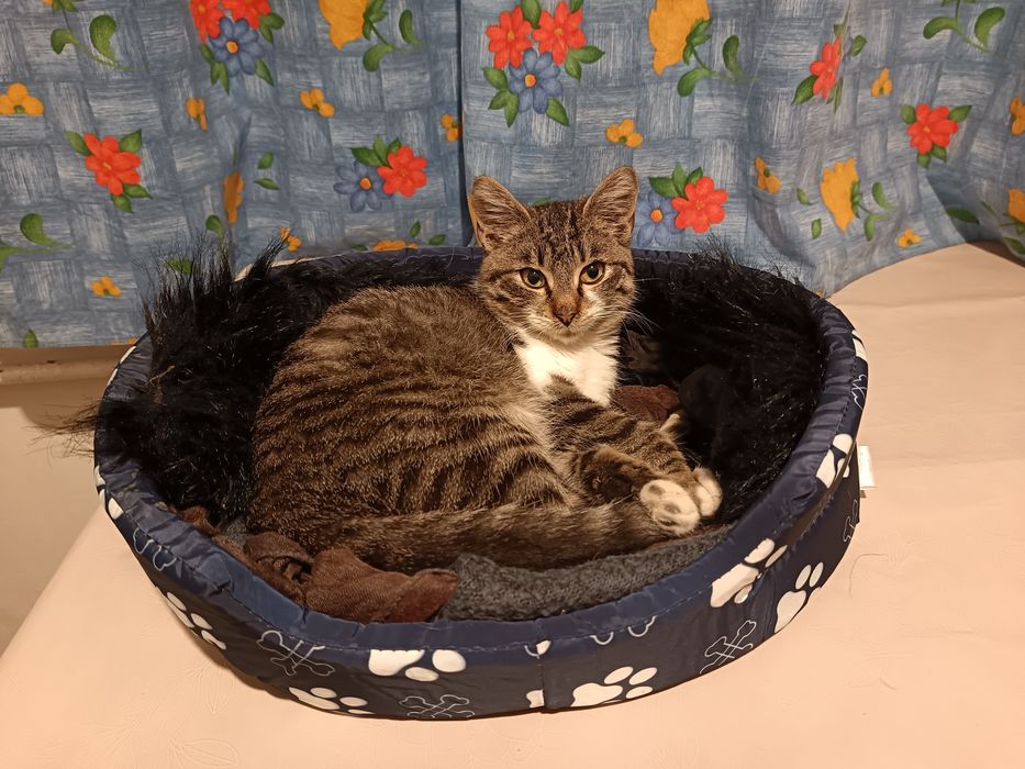 Мъжко коте търси дом