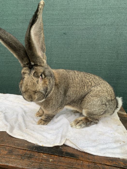 Masculi urias german mai multe culori