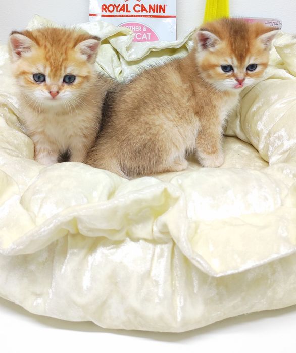 Британские котята.  .
