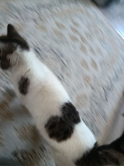 Отдаётся котёнок бесплатно