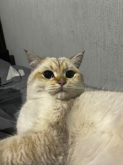 Вязка шиншила кот