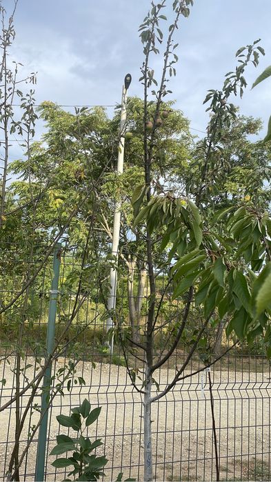 Pomi fructiferi la ghiveci ! Pomi pe rod !