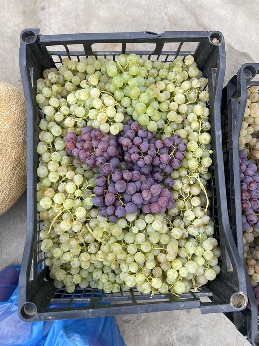 Vand, Struguri de vin calitate superioara 2025