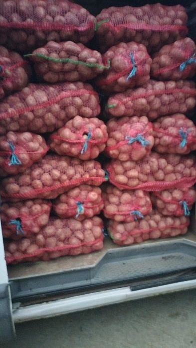 Cartof alb și roșu!!