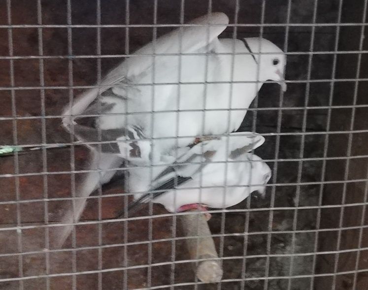 Смеещисе Гугутки