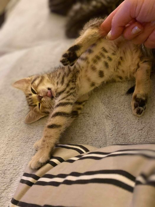 Малка снежна бенгалка 8 седмична