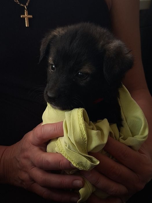 Отдам щенка, в добрые руки, девочка