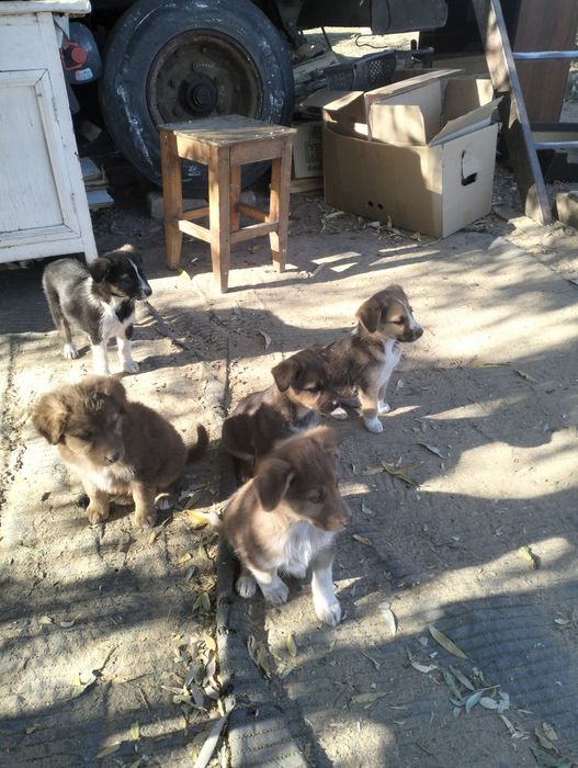 Отдам щенков в хорошие руки