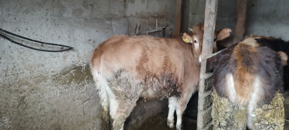 Продам хорошую тëлочку