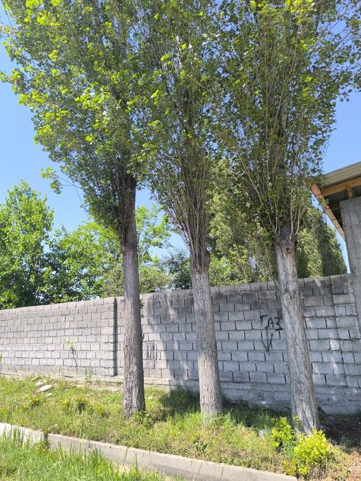 Terak kesib reka stropila qisayam boladi