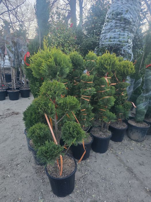 Plante ornamentale pentru gradina