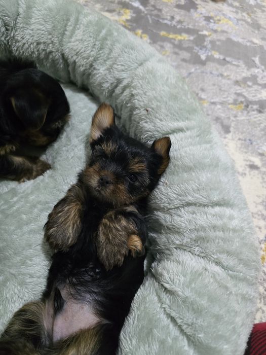 Йоркширский терьер