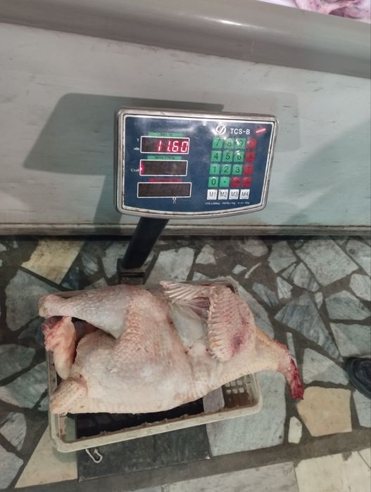 Индук биг 6 сотувга таер