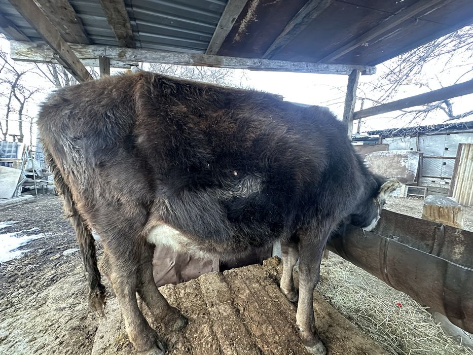 Семіз сиыр.