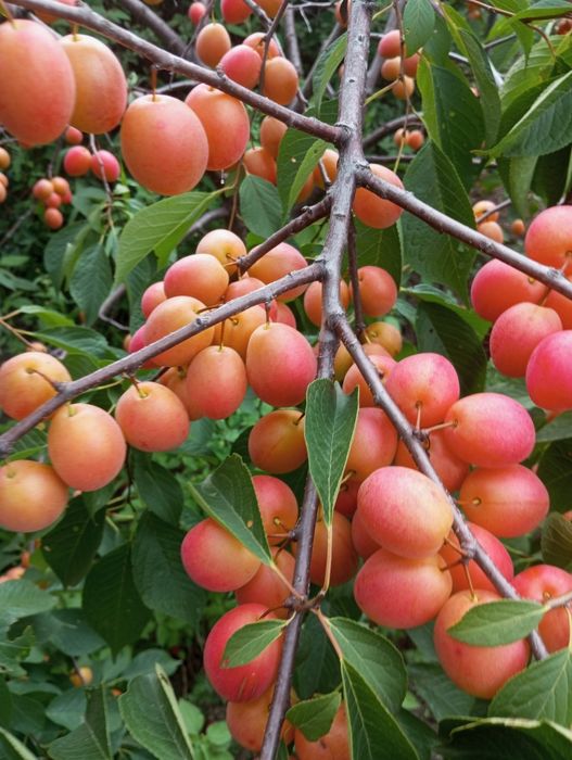 Продам дом кирпичный