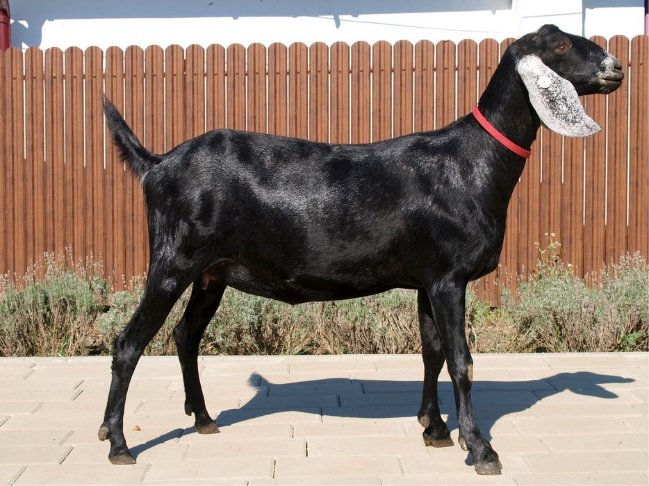 Anglo nubiene cu Pedigree si genetica TOP