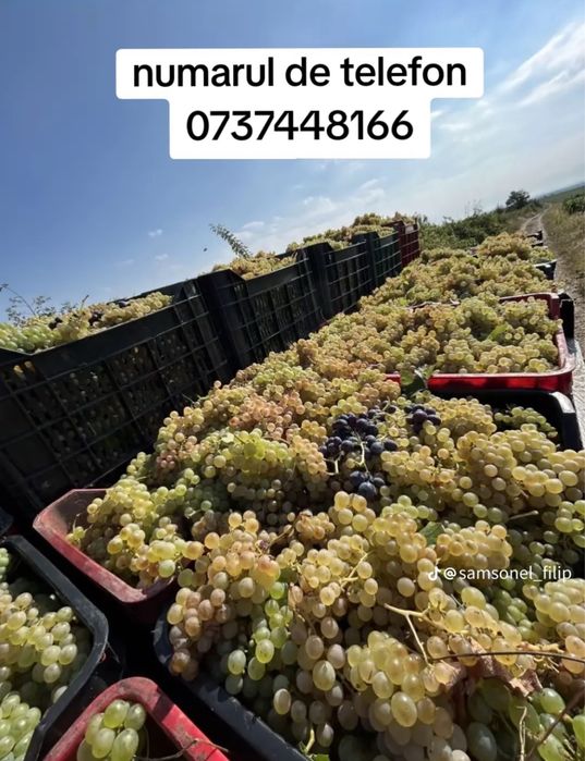 Vand struguri de vin