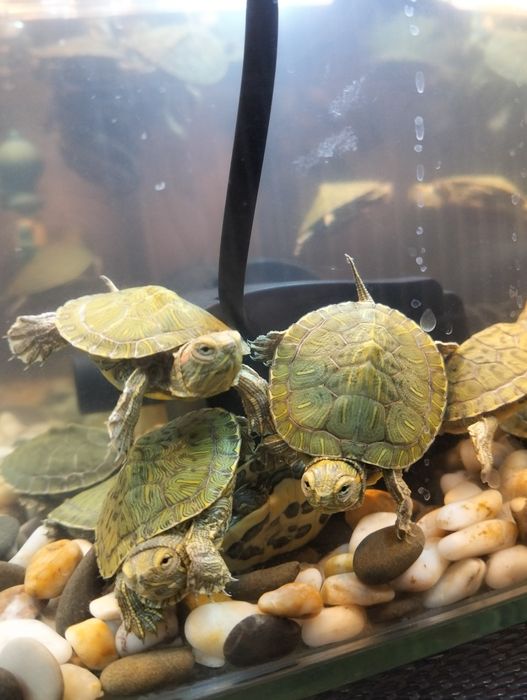 Красноухие черепахи опт , розница