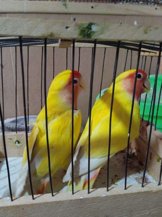 Qush sotiladi 2 tasi erkak 2tasi par to udg