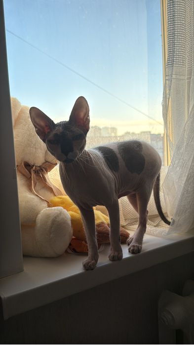 Канадский Сфинкс