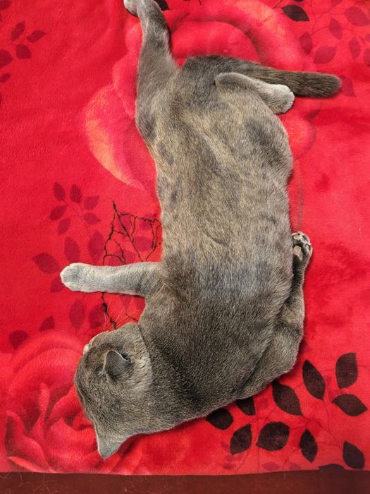 Mushuk Scottish fold erkak soglom