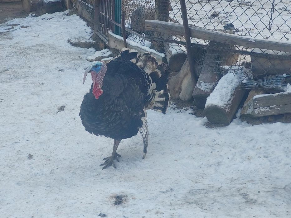 Күркетауық тауық сатылады