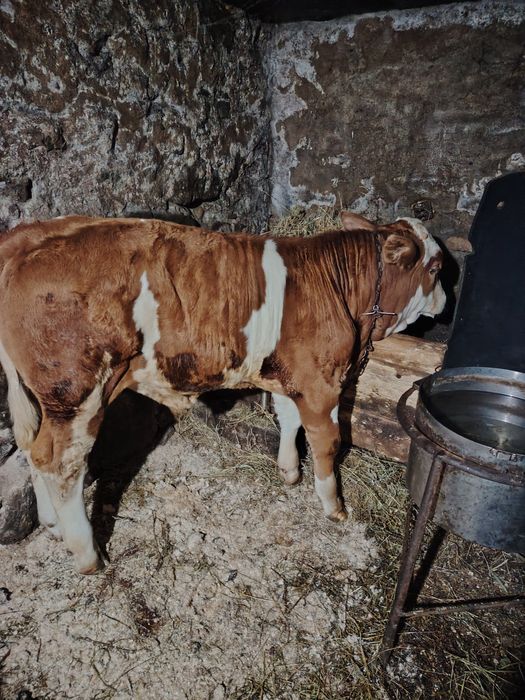 Tăuraș de vânzare