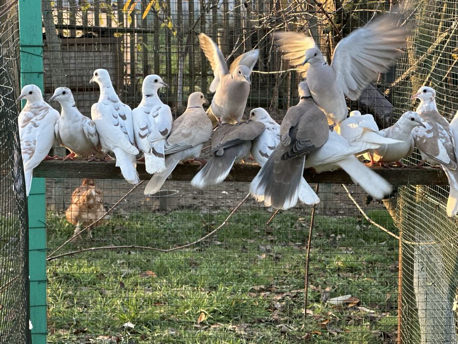 Turturele râzătoare