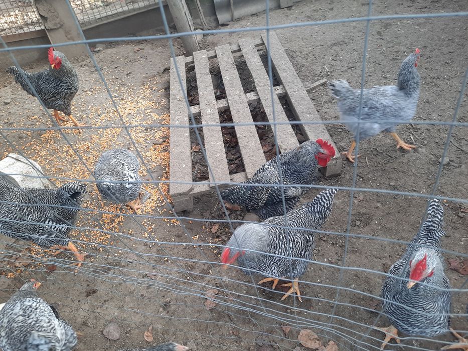 Vand cocosi rasa Plymouth,8 luni