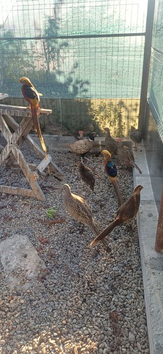 Fazani comun  pereche  si familie