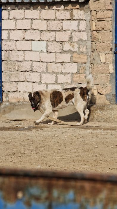 Молодой боец линия есть