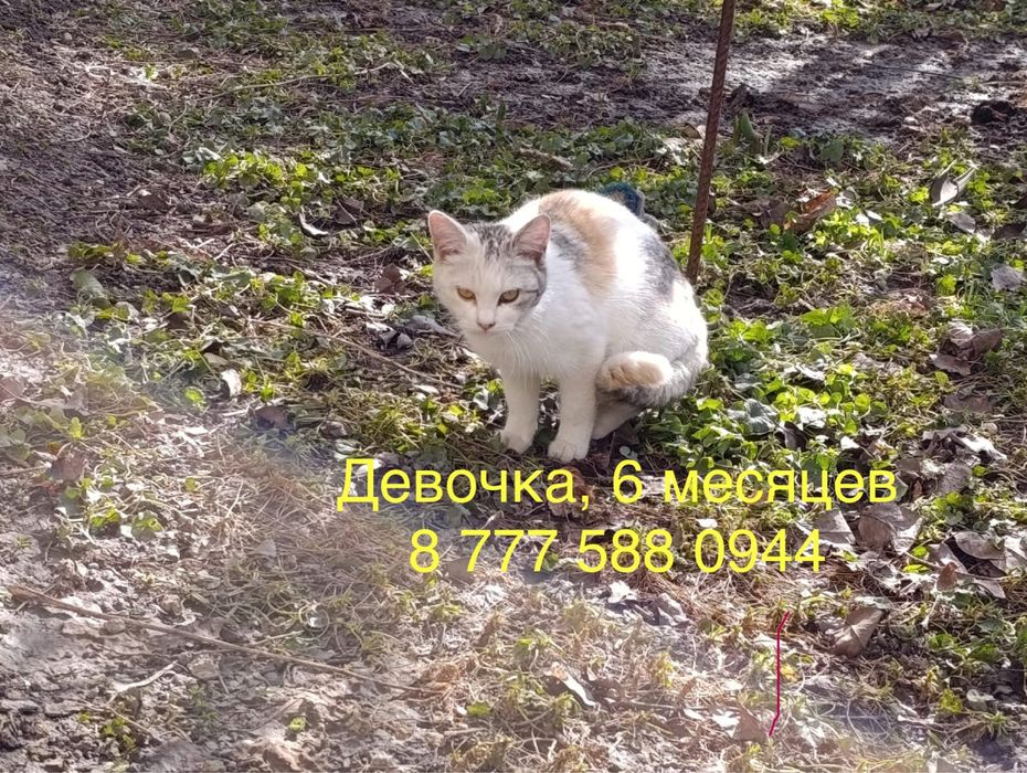 Отдам котят в добрые руки