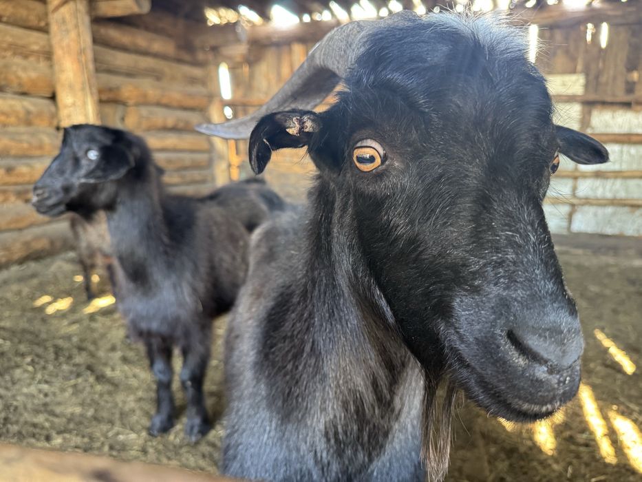 Ешкі сатылымда, Козы , козочки