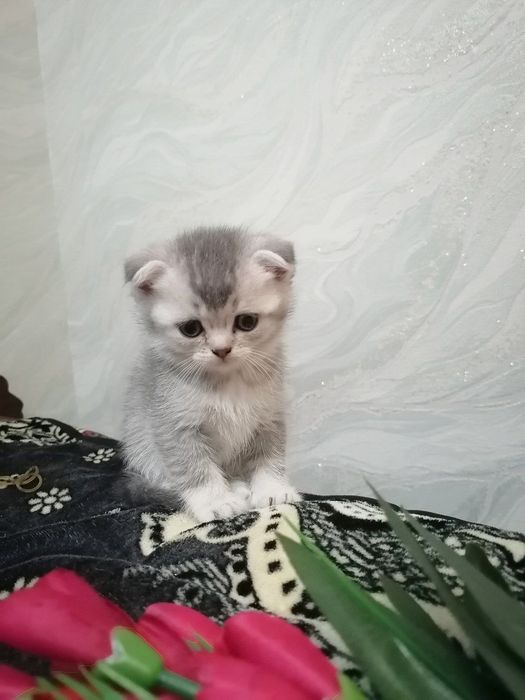 Serbiriski skotish shinshila 2 ta qiz narx 100$ latog bladi ovqat yidi