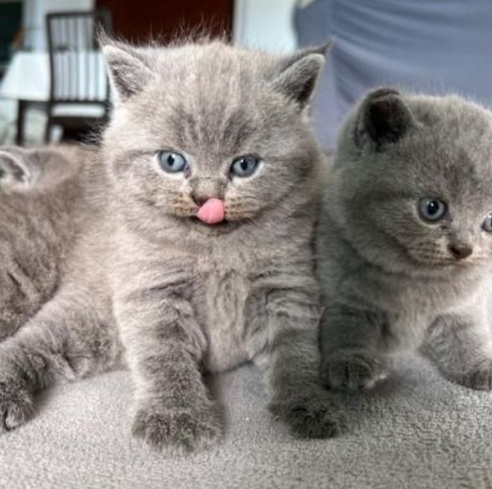 Британские котята