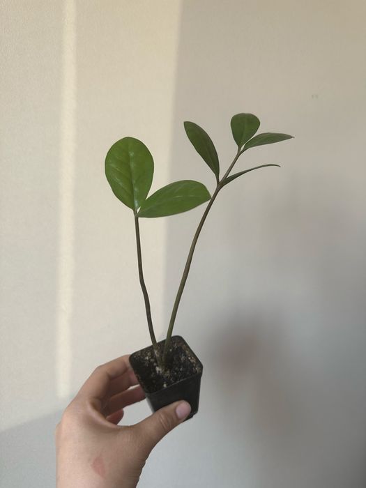 антуриум / мужское счастье