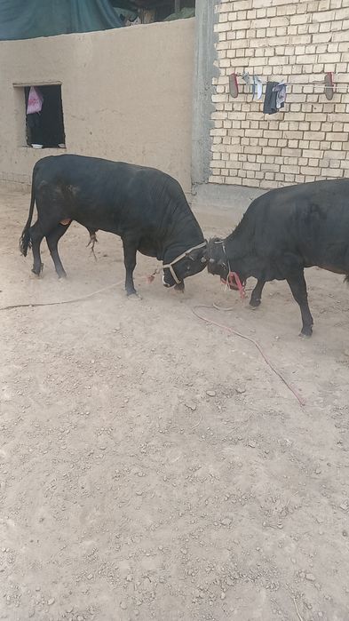 Jaydari Buqala sotiladi