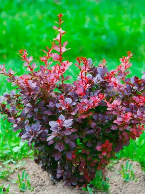 Барбарис тунберга