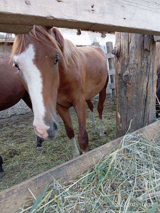 Продам жеребчика 2.5х летка