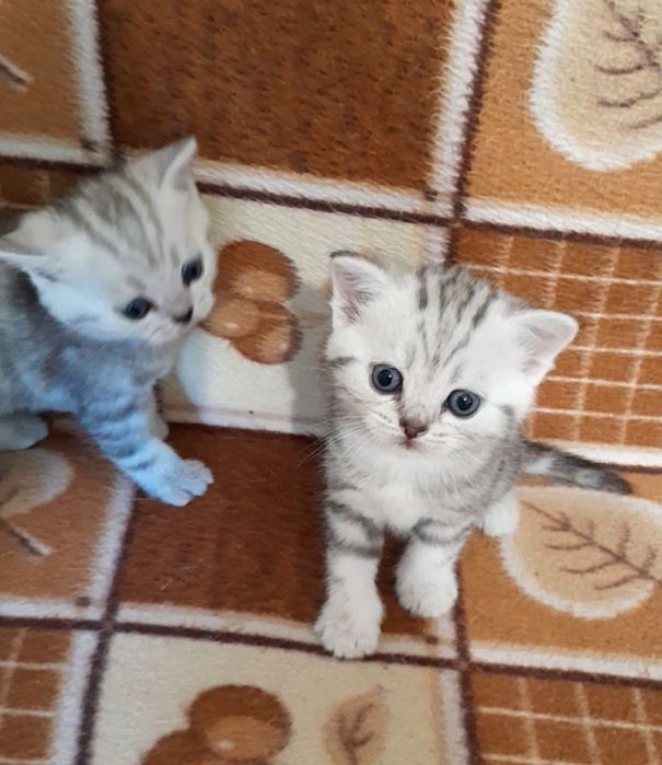 Британские.котята.