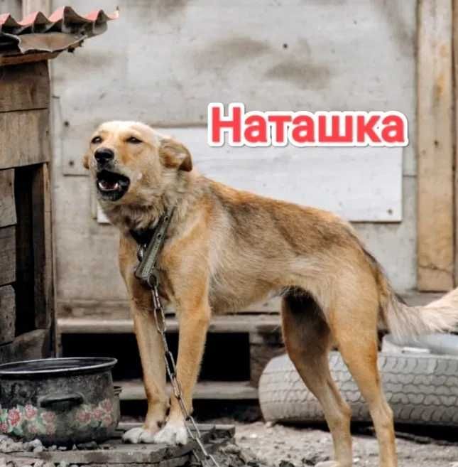 Дарю в добрые и ответственные руки
