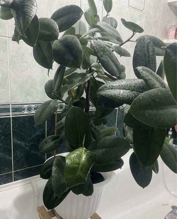 Продам комнатные растения