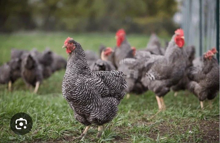 Жұмыртқа инкубаторға