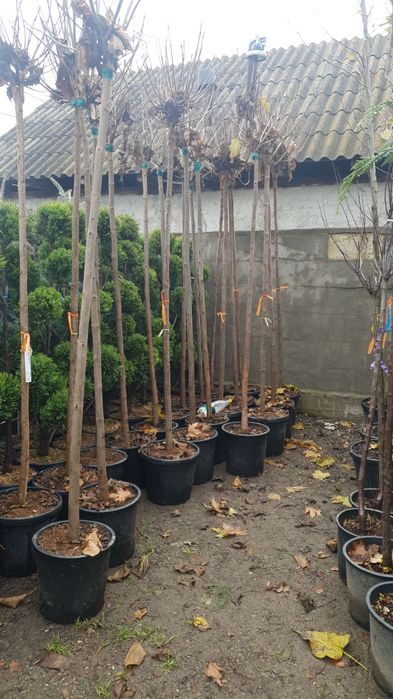 Vindem platan tei mesteacăn catalpa acer platanoides de mai multe dime