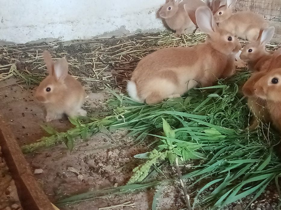 Бургунд көжектер сатылады
