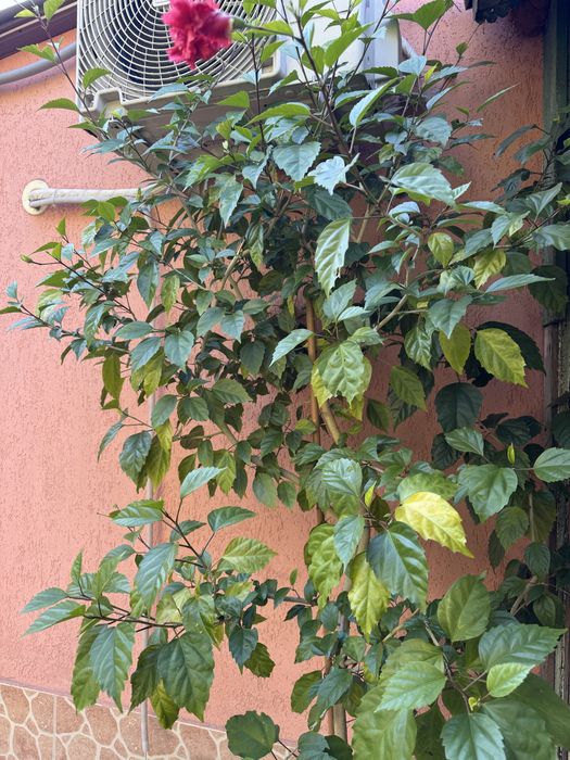 Trandafir japonez 1,8 metri