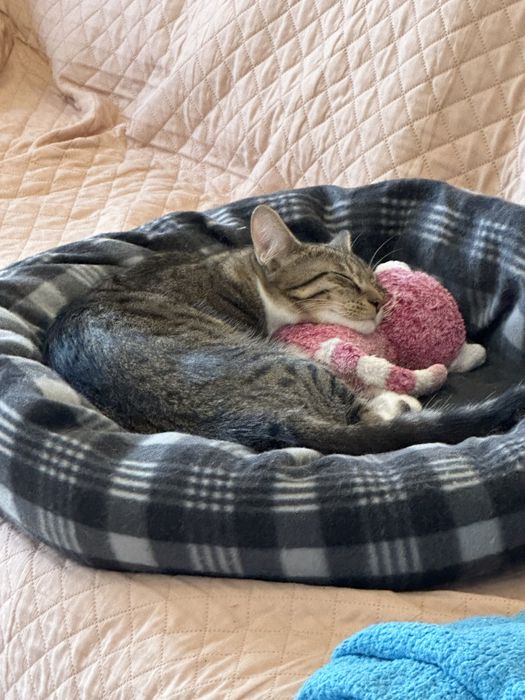 Подарявам мъжка ваксинирана котка